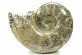 Polished Ammonite (Argonauticeras) Fossil - Madagascar #283519-1